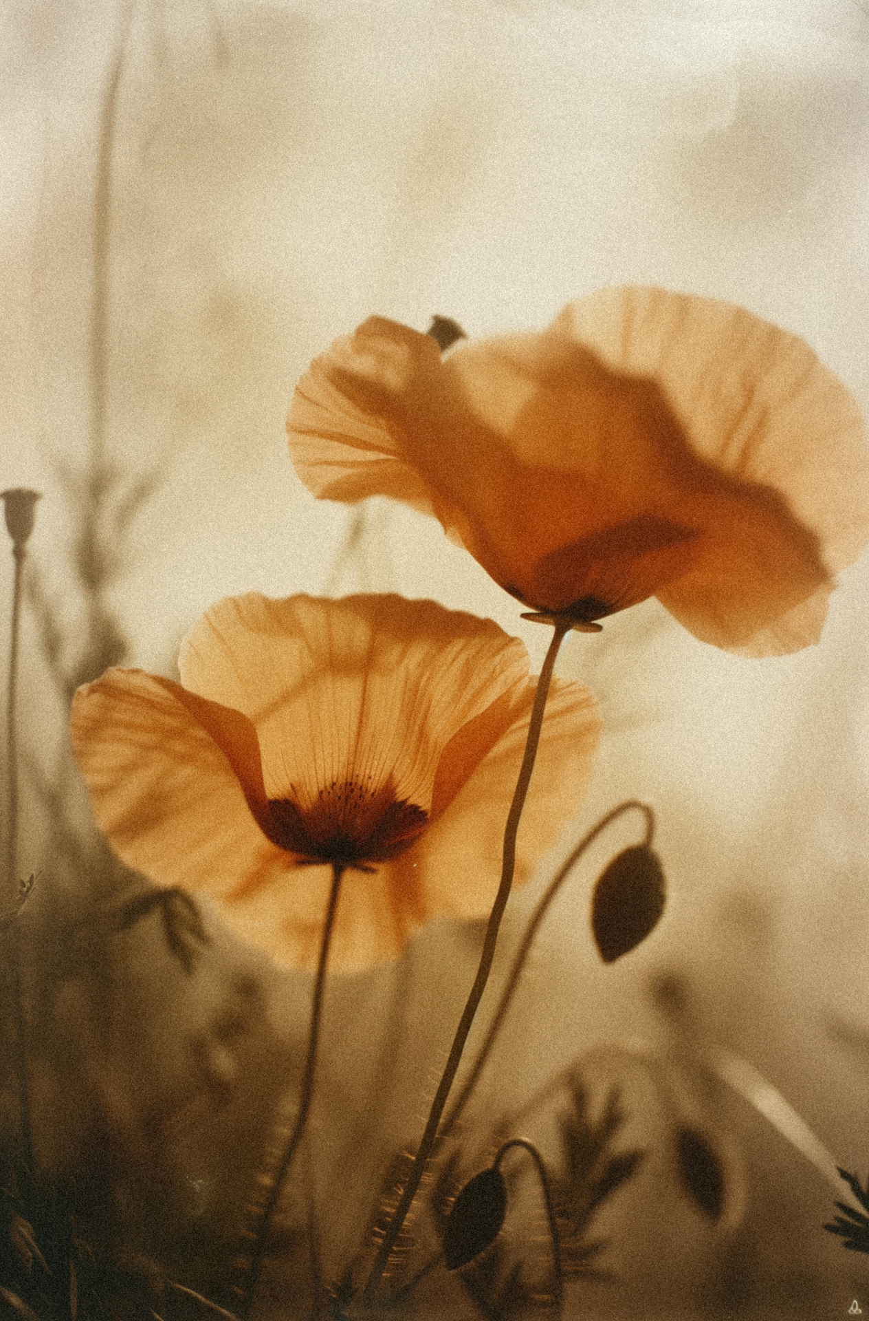 Orange flower blooming softly